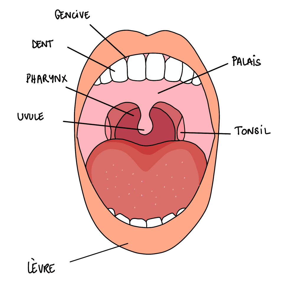 bouche anatomie