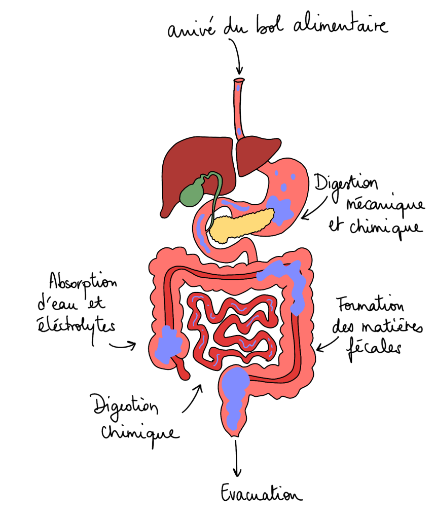 Digestion comment ca marche